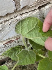 Paulownia