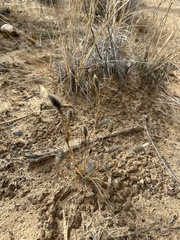 Enneapogon desvauxii