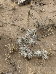 Grusonia clavata