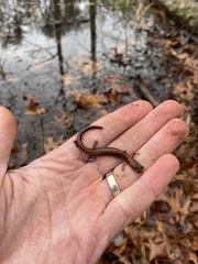 Plethodon dorsalis