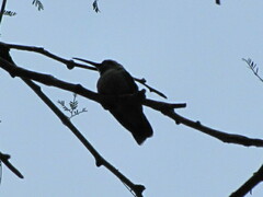 Cynanthus latirostris