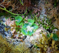 Dictyosphaeria sericea