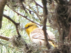 Icterus bullockii