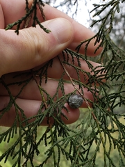 Juniperus flaccida