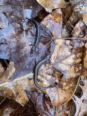 Plethodon dorsalis