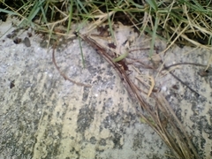 Acromyrmex octospinosus