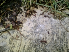 Acromyrmex octospinosus