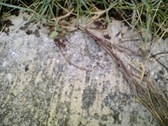 Acromyrmex octospinosus