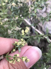 Galium gilliesii