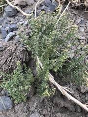 Galium gilliesii