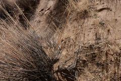 Sporobolus flexuosus