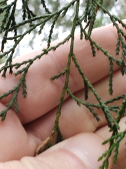 Juniperus flaccida