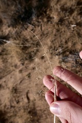 Sporobolus flexuosus