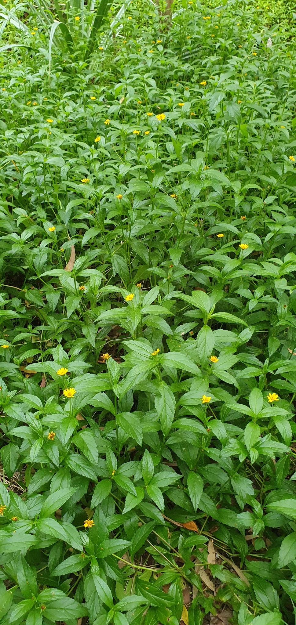 Asteraceae