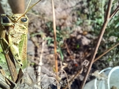 Diponthus argentinus