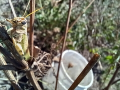 Diponthus argentinus