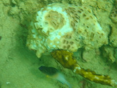 Stegastes partitus