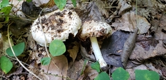 Inocybe dulciolens