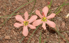 Moraea fenestrata