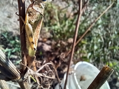 Diponthus argentinus