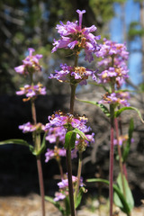 Penstemon procerus