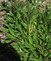 Penstemon procerus