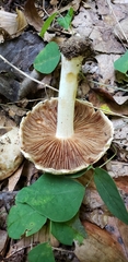 Inocybe dulciolens