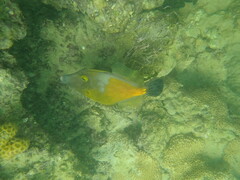 Cantherhines macrocerus