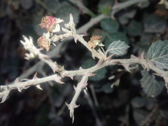 Rubus creticus