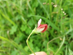 Lathyrus cicera