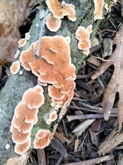 Fungi