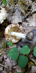 Inocybe dulciolens