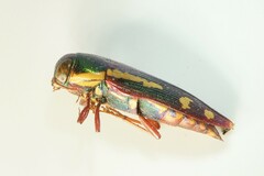 Buprestis rufipes