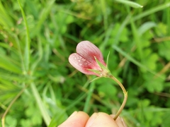 Lathyrus cicera
