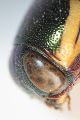 Buprestis rufipes