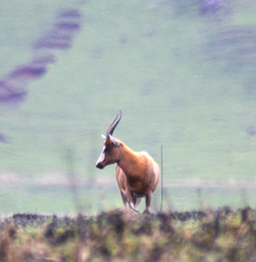 Damaliscus pygargus phillipsi