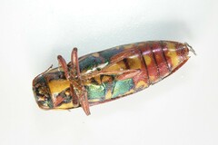 Buprestis rufipes