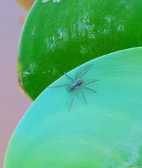 Diapontia