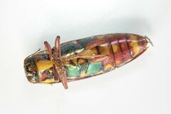 Buprestis rufipes