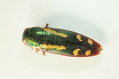 Buprestis rufipes