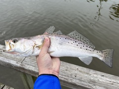 Cynoscion nebulosus
