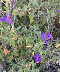 Ruellia californica