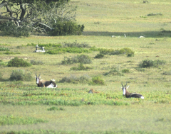 Damaliscus pygargus pygargus
