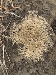 Dysphania graveolens