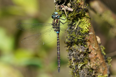 Rhionaeschna psilus