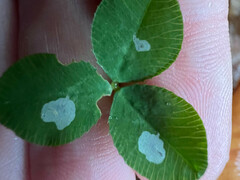 Porphyrosela minuta