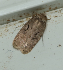 Agonopterix curvilineella