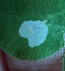 Porphyrosela minuta
