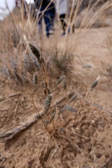 Enneapogon desvauxii