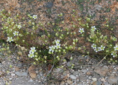 Mononeuria groenlandica